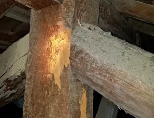 Expertise de la charpente avant vente d&rsquo;un immeuble situé à Palavas Les Flots en Occitanie